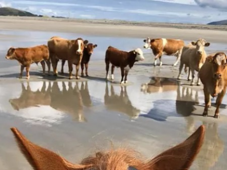 Clew Bay Coastal Trail Ride 